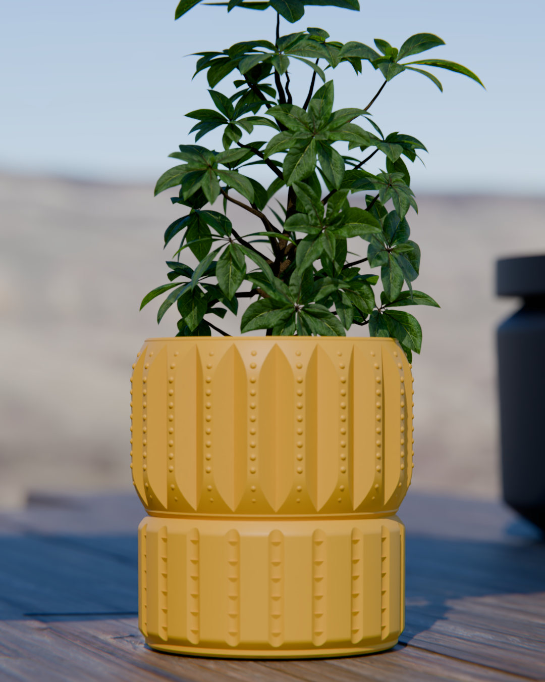 Cacti 05