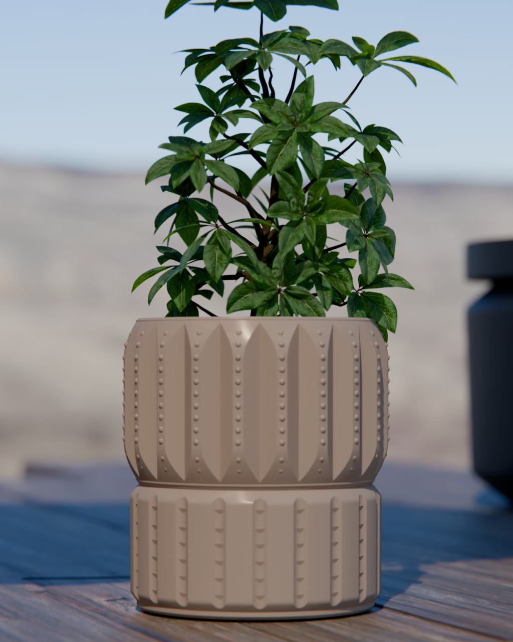 Cacti 05