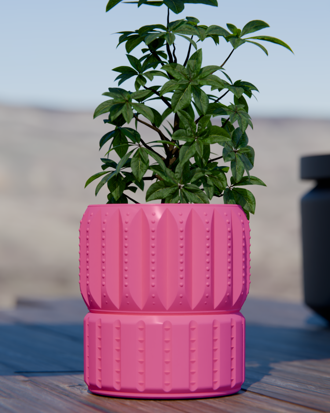 Cacti 05