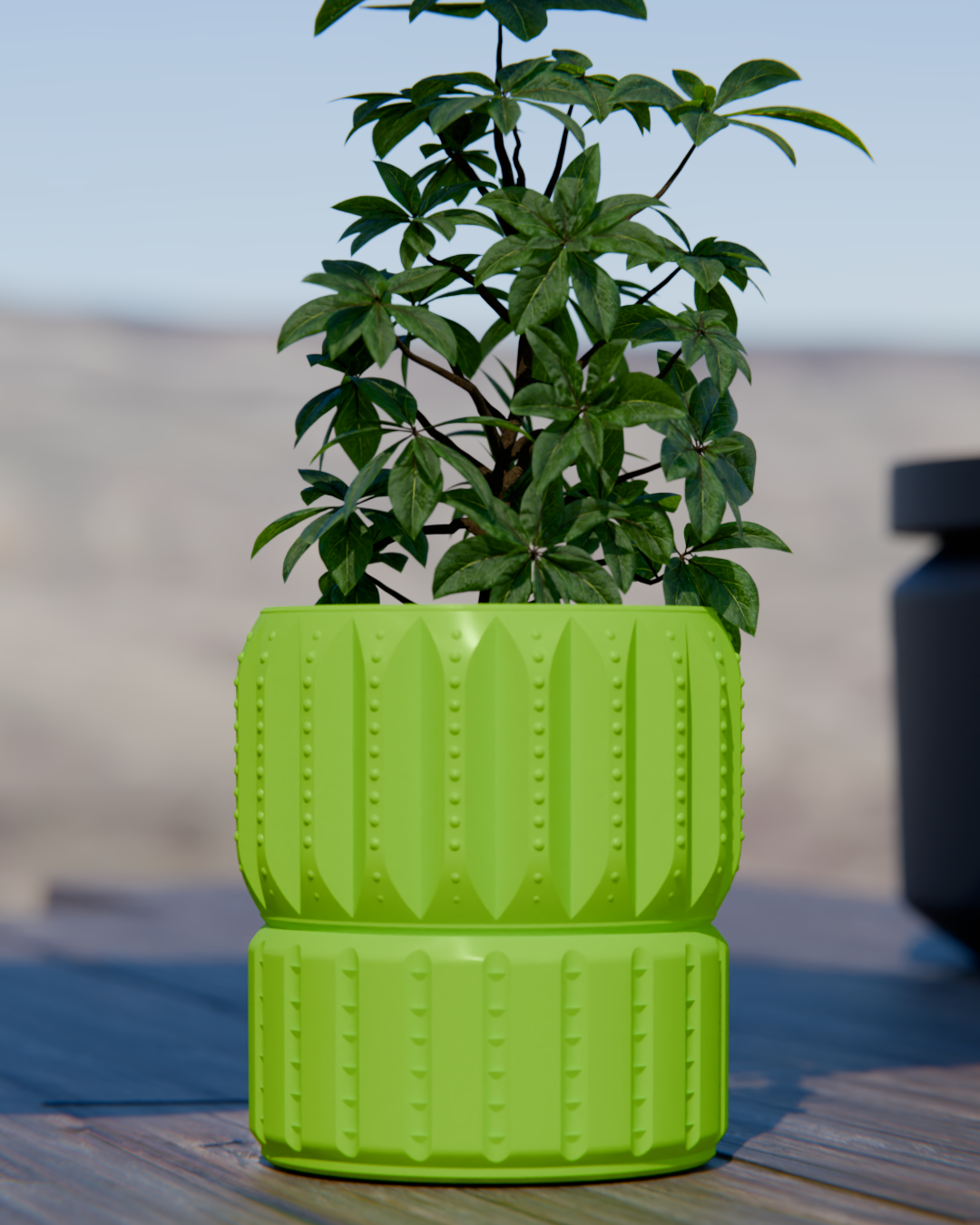 Cacti 05