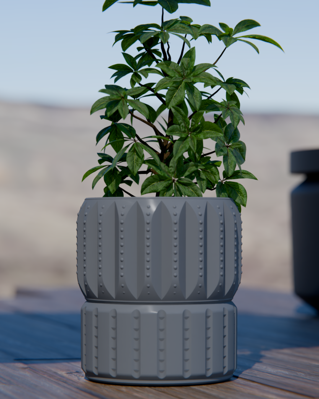 Cacti 05