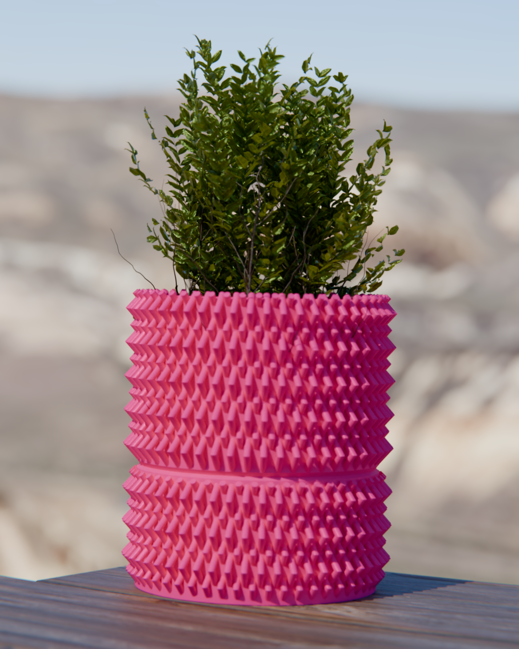 Cacti 06