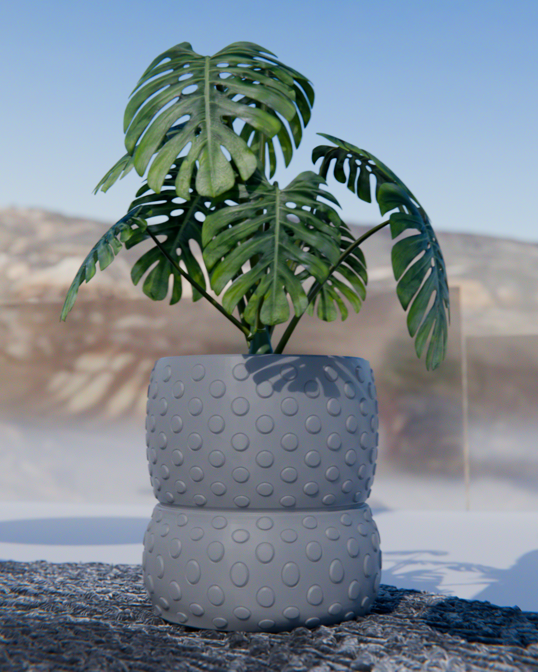 Cacti 03