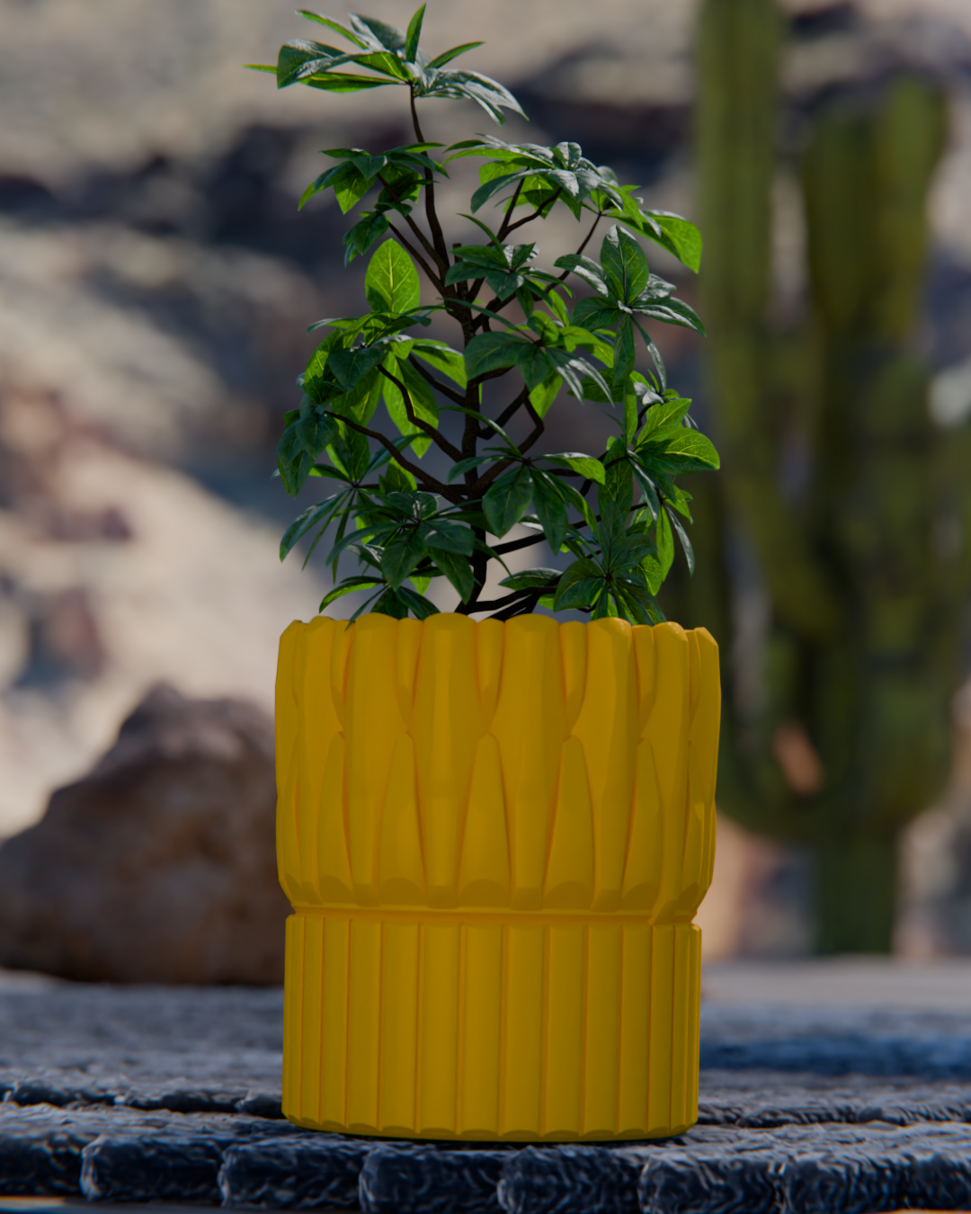 Cacti 08