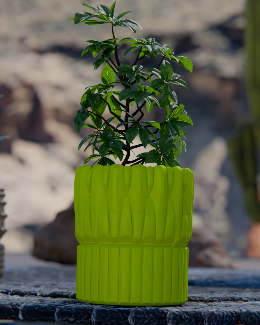 Cacti 08