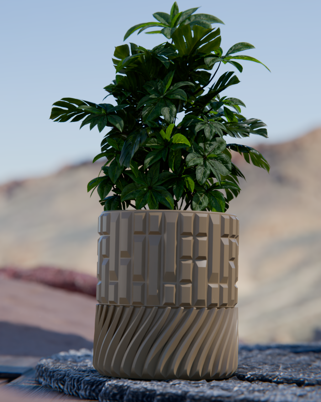 Cacti 07