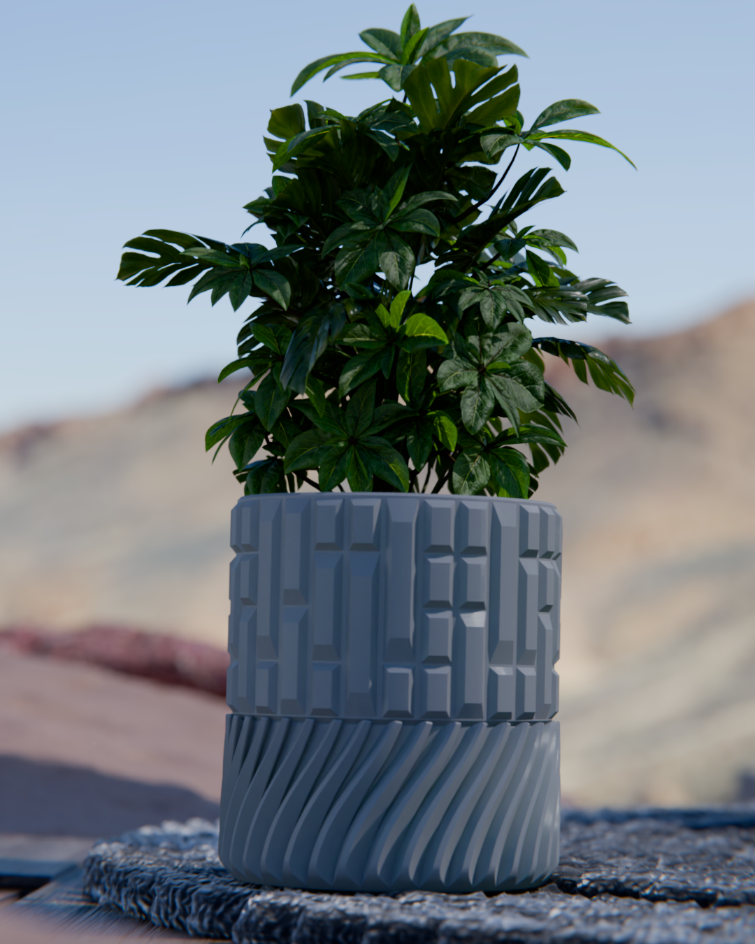Cacti 07