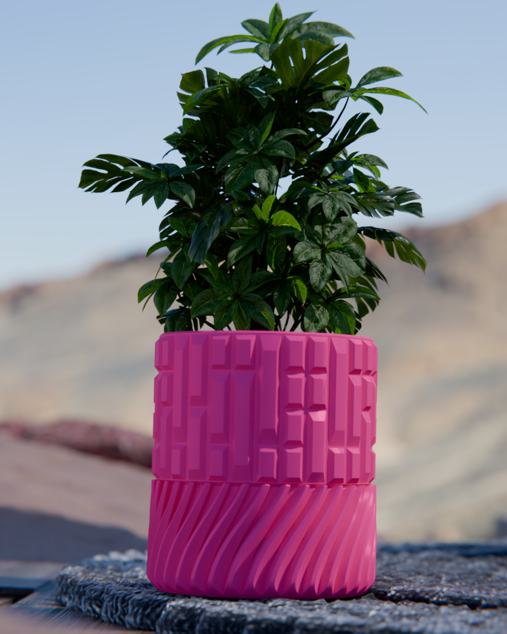 Cacti 07
