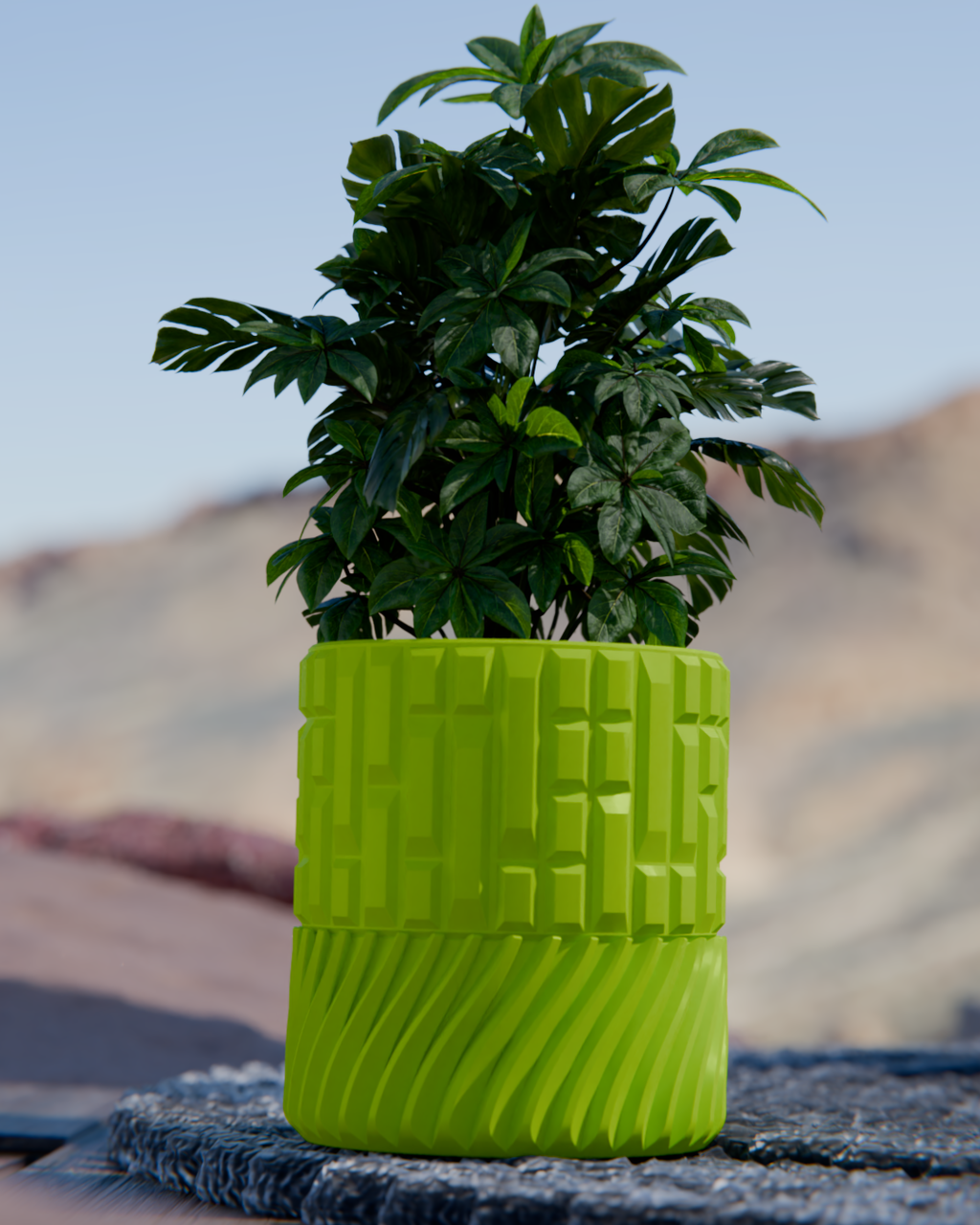 Cacti 07
