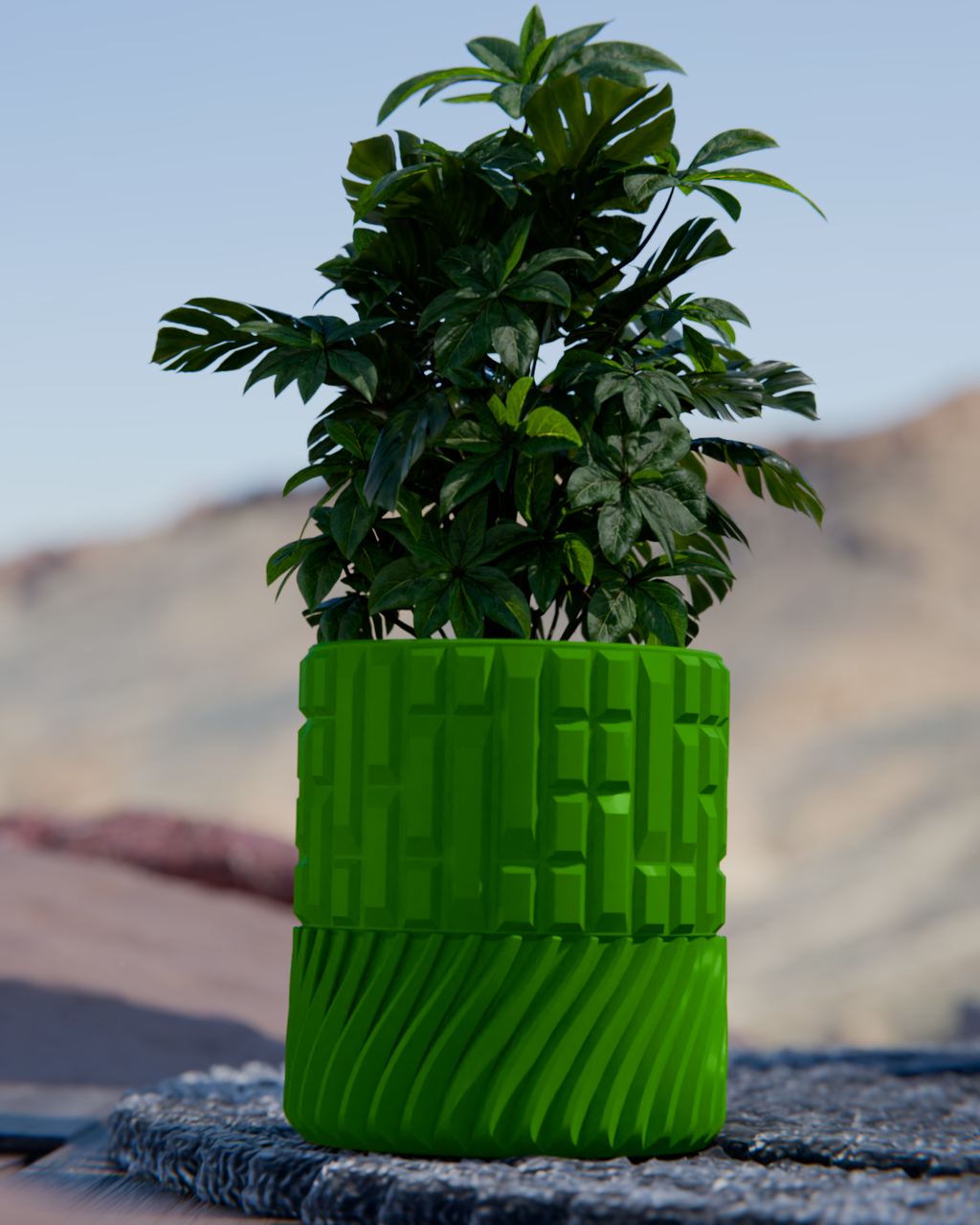 Cacti 07