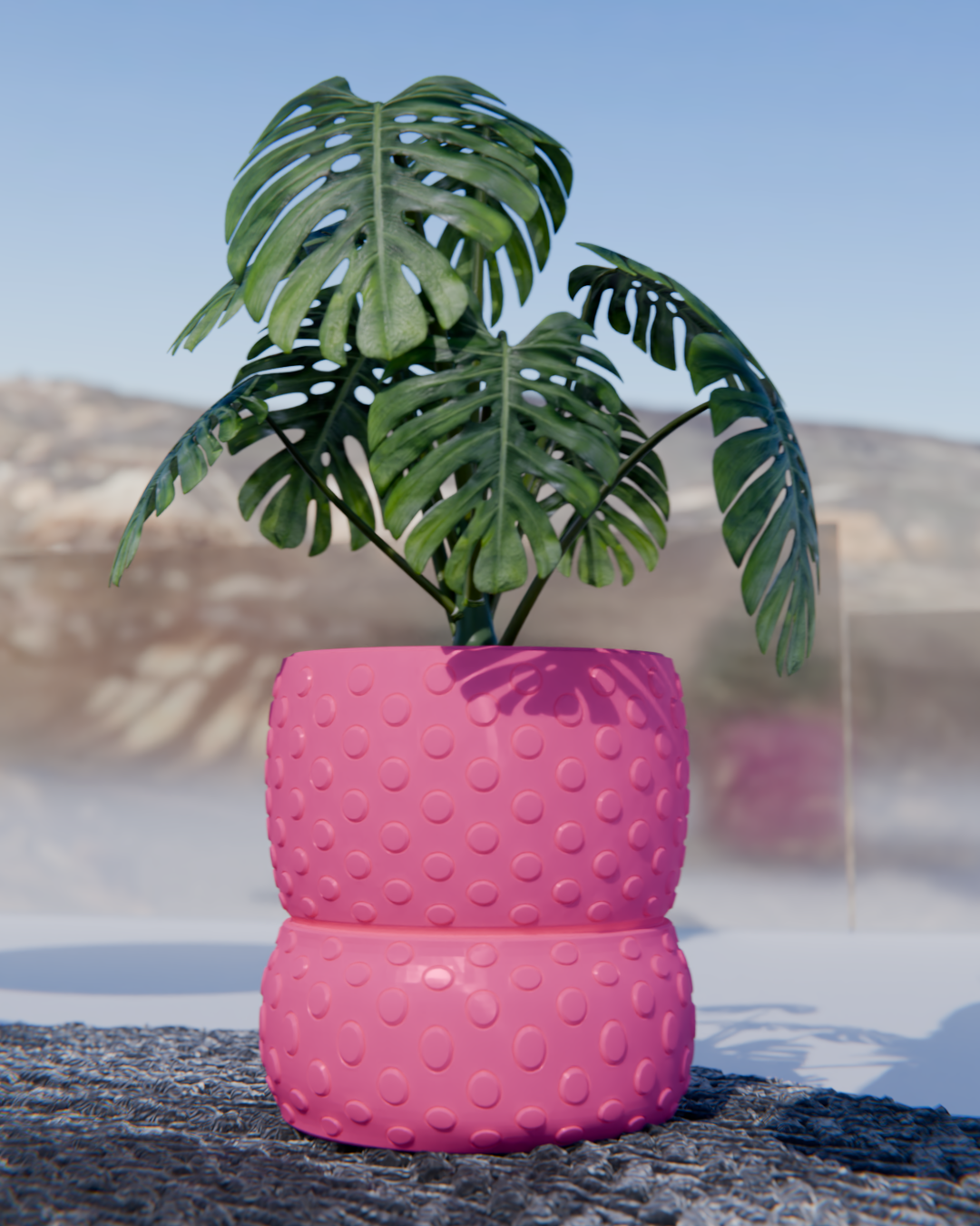 Cacti 03