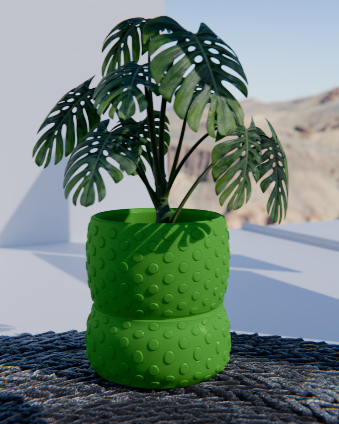 Cacti 03