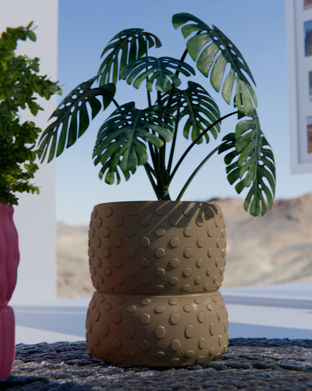 Cacti 03