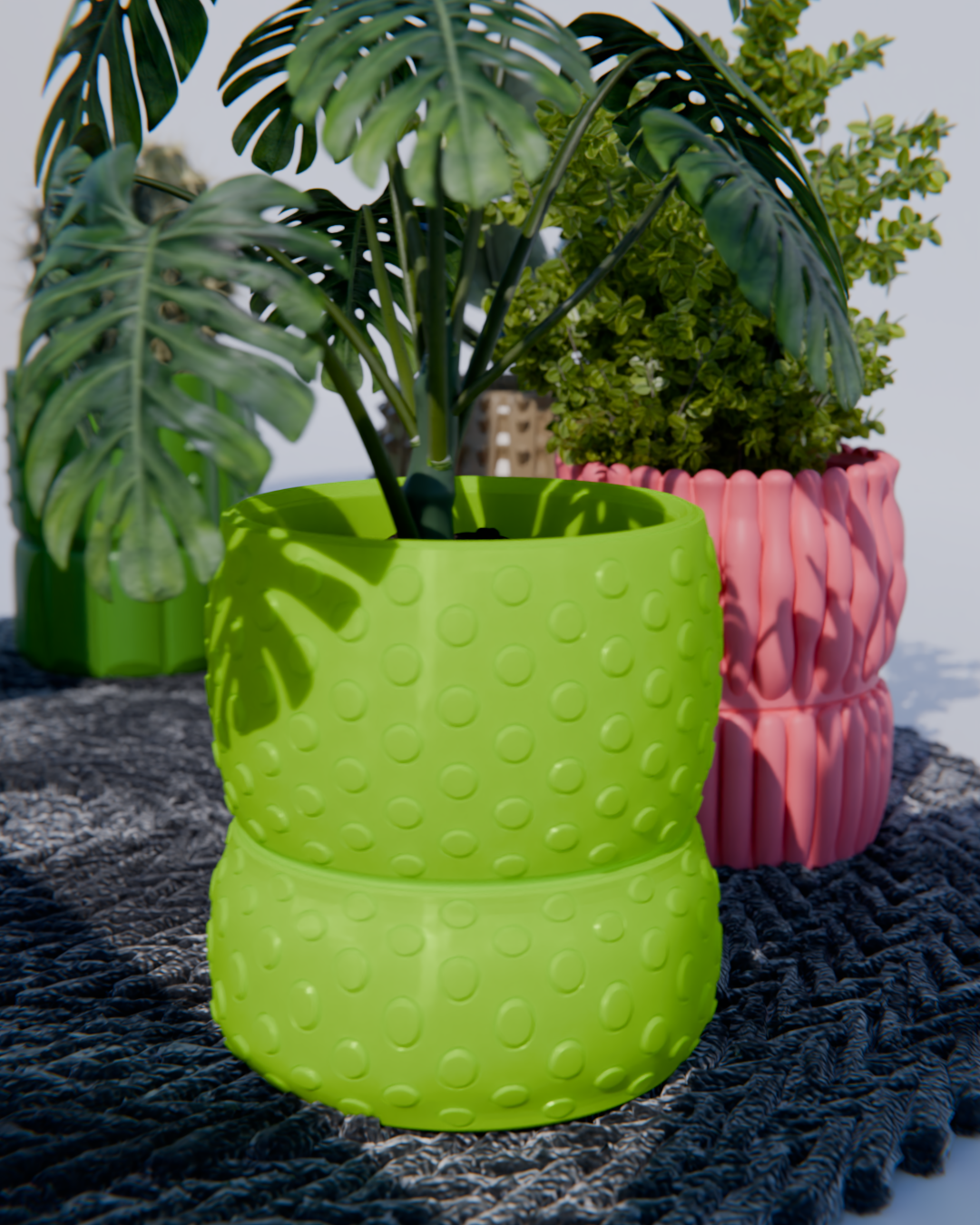 Cacti 03