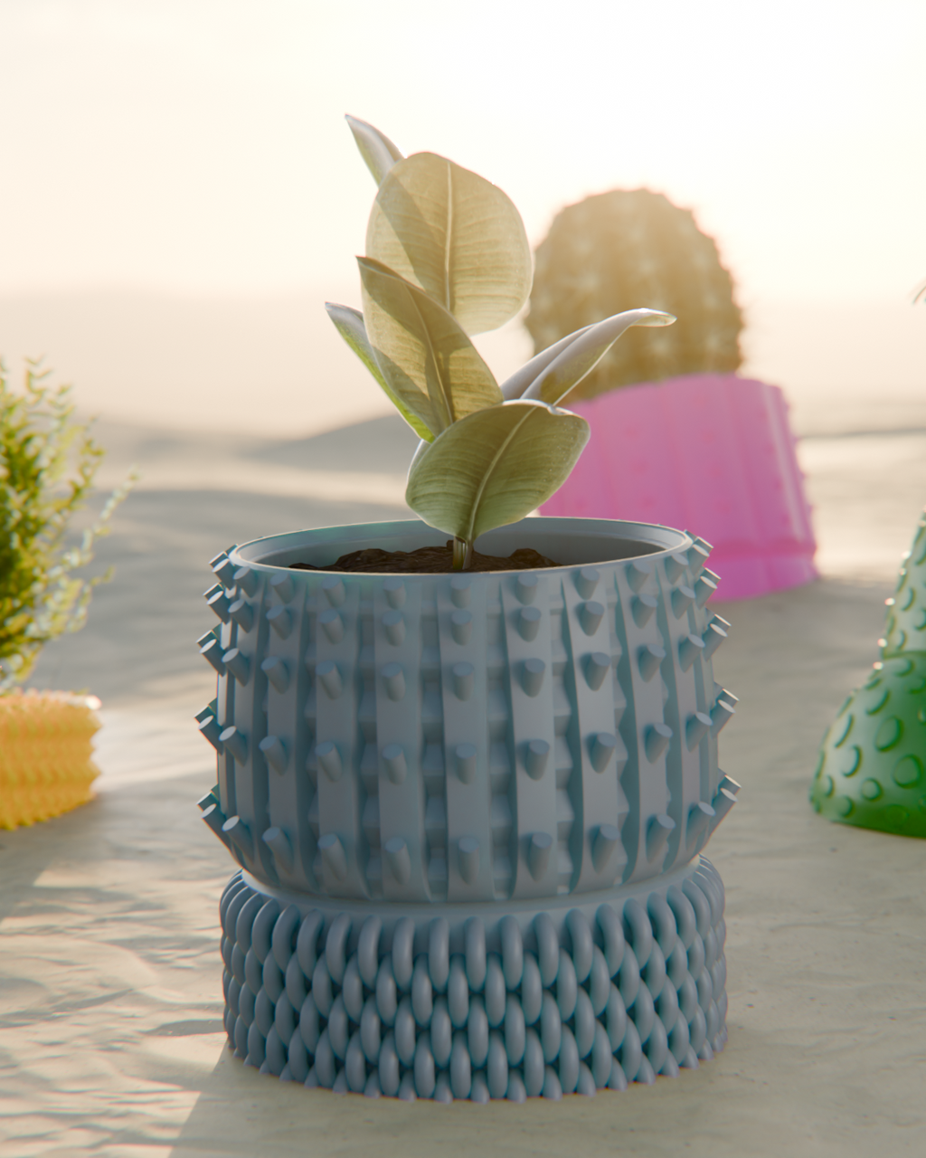Cacti 01