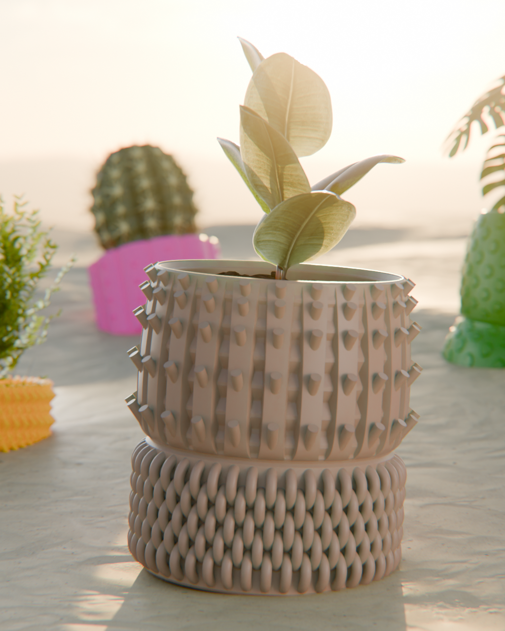 Cacti 01